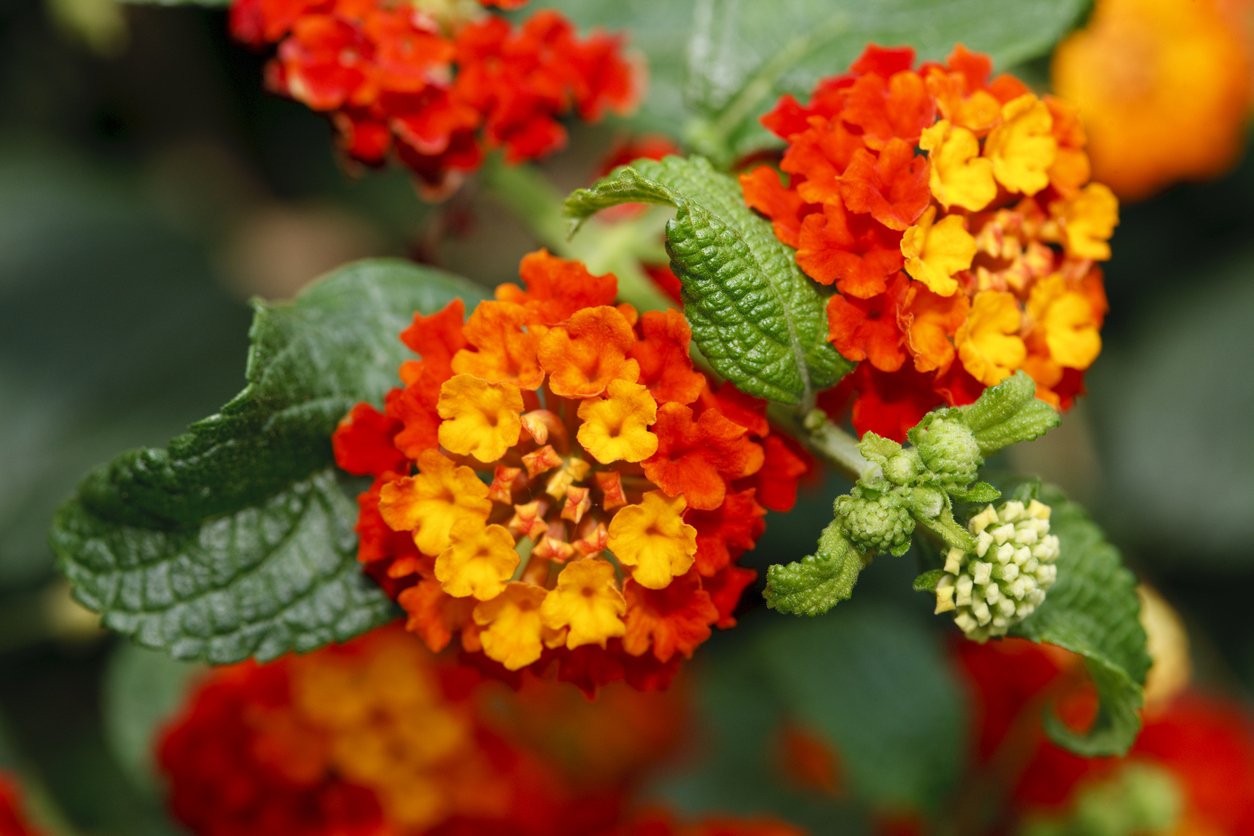 Oblíbená lantana umí měnit barvy Oblíbená lantana umí měnit barvy