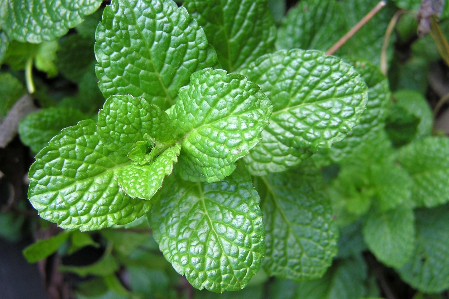10 bylin proti podzimní depresi, únavě a stresu: máta peprná (Mentha piperita) pomáhá potlačit stres a zbavit se napětí 10 bylin proti podzimní depresi, únavě a stresu: máta peprná (Mentha piperita) pomáhá potlačit stres a zbavit se napětí