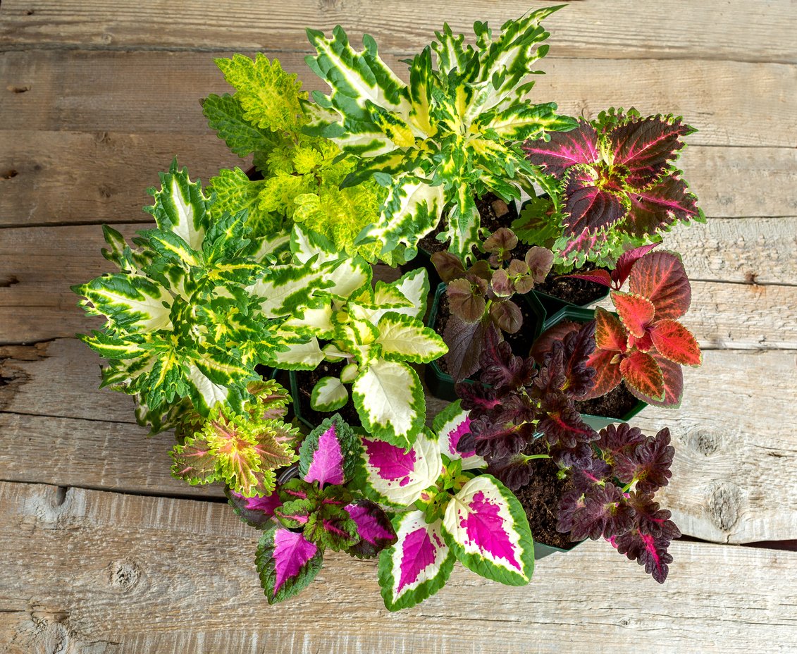 Africká kopřiva (Coleus x blumei) Africká kopřiva (Coleus x blumei)