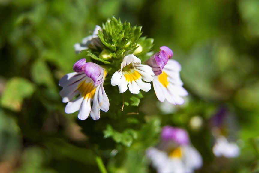 10 bylin proti podzimní depresi, únavě a stresu: světlík lékařský (Euphrasia officinalis i Euphrasia rostkoviana) je přírodní podpora při duševní vyčerpanosti, únavě, přepracování a stresu 10 bylin proti podzimní depresi, únavě a stresu: světlík lékařský (Euphrasia officinalis i Euphrasia rostkoviana) je přírodní podpora při duševní vyčerpanosti, únavě, přepracování a stresu