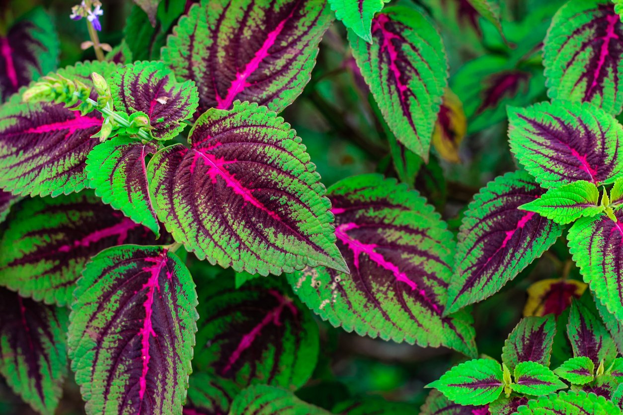 Africká kopřiva (Coleus x blumei) Africká kopřiva (Coleus x blumei)