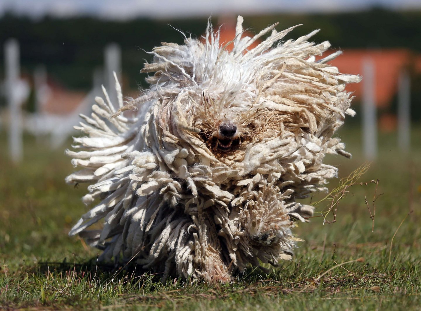 Je libo mop? Je libo mop?