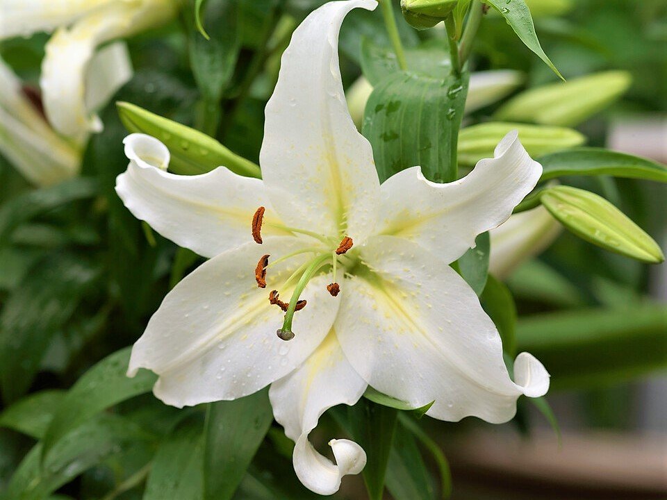 Lilie v zahradě: orientální hybridy lilií vykvétají v druhé půli července až počátkem srpna; kultivar Cassandra® Lilie v zahradě: orientální hybridy lilií vykvétají v druhé půli července až počátkem srpna; kultivar Cassandra®
