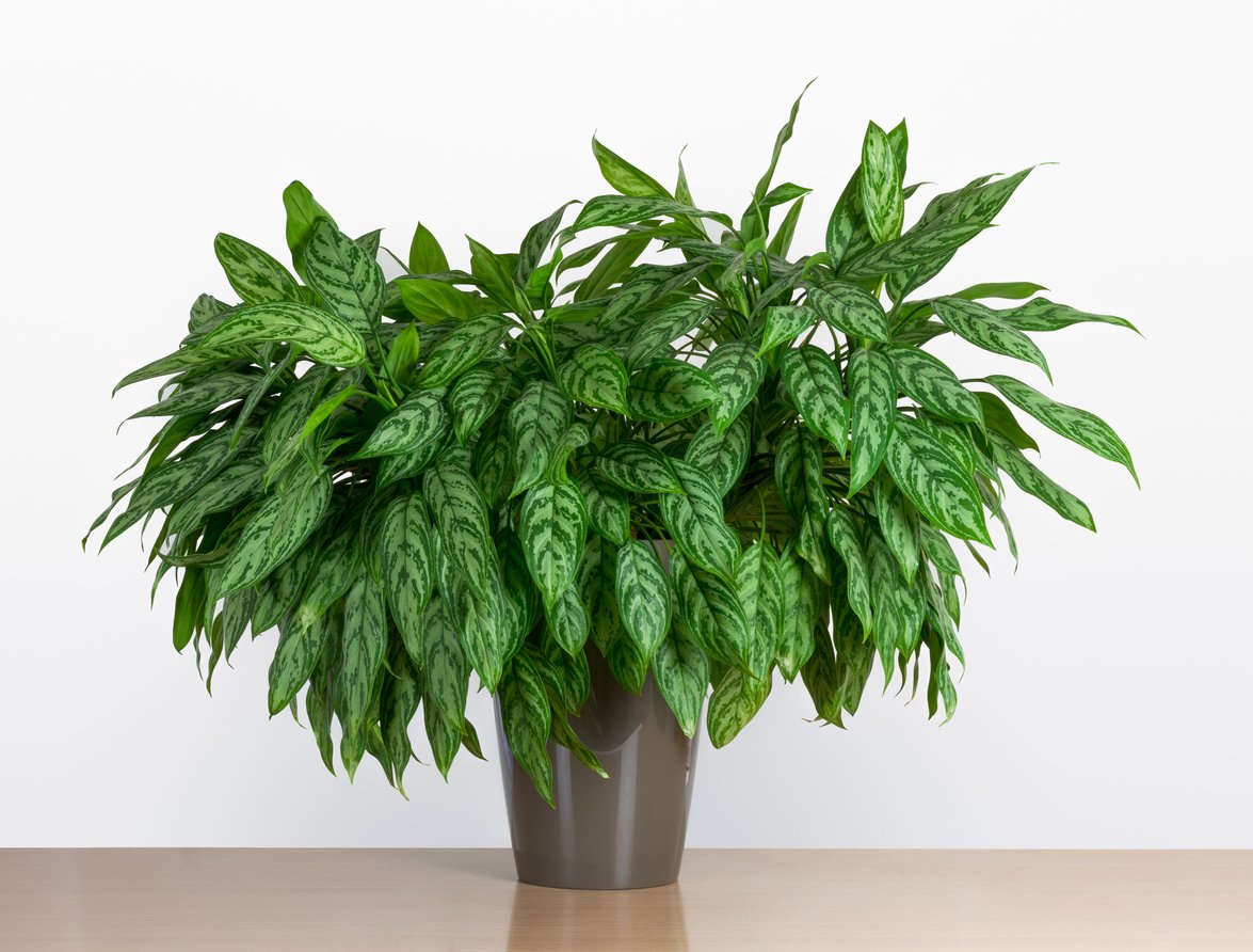 aglaonema proměnlivá aglaonema proměnlivá