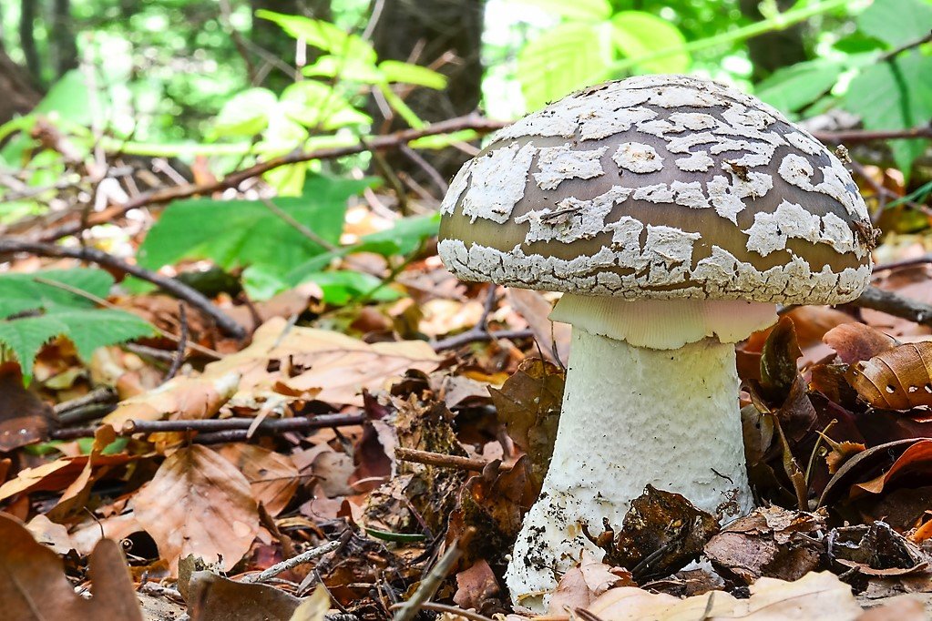 10 nejznámějších hub našich lesů: muchomůrka růžovka neboli masák Zaměnitelná je například za muchomůrku šedivku Zaměnitelná je například za muchomůrku šedivku (Amanita spissa) /na snímku/ 10 nejznámějších hub našich lesů: muchomůrka růžovka neboli masák Zaměnitelná je například za muchomůrku šedivku Zaměnitelná je například za muchomůrku šedivku (Amanita spissa) /na snímku/