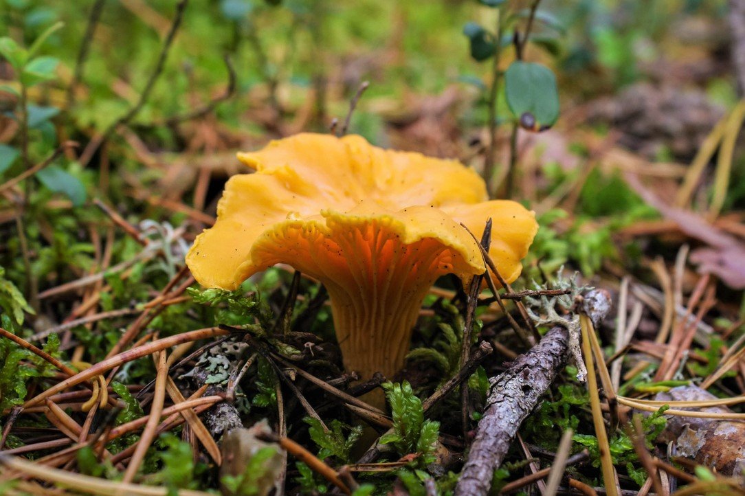 10 nejznámějších hub našich lesů: liška obecná (Cantharellus cibarius) je známá a ceněná houba 10 nejznámějších hub našich lesů: liška obecná (Cantharellus cibarius) je známá a ceněná houba