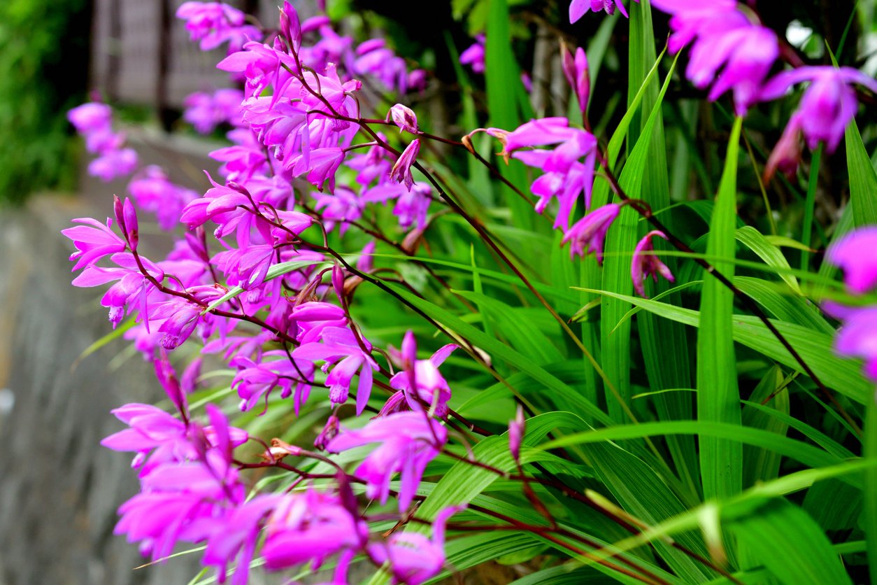 Orchidej vzpřímená (Bletilla Striata) Orchidej vzpřímená (Bletilla Striata)