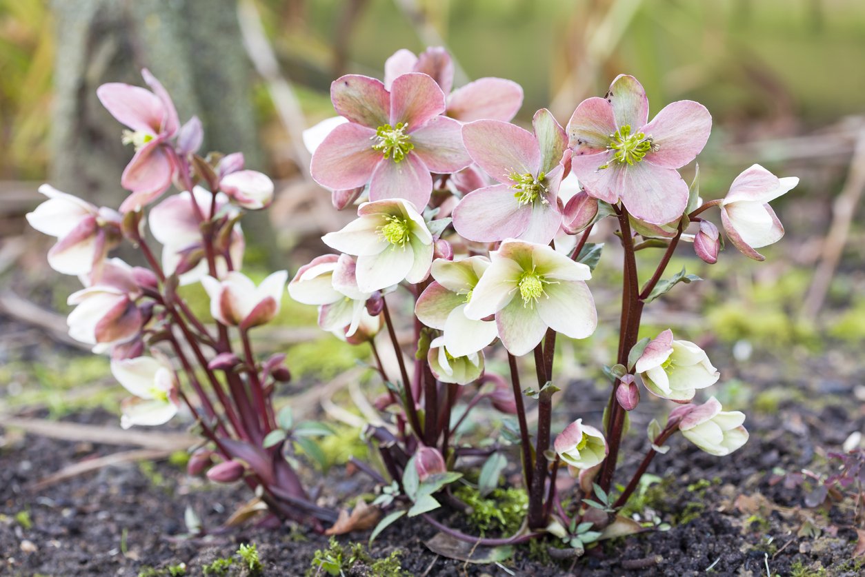 Čemeřice černá (Helleborus niger) Čemeřice černá (Helleborus niger)