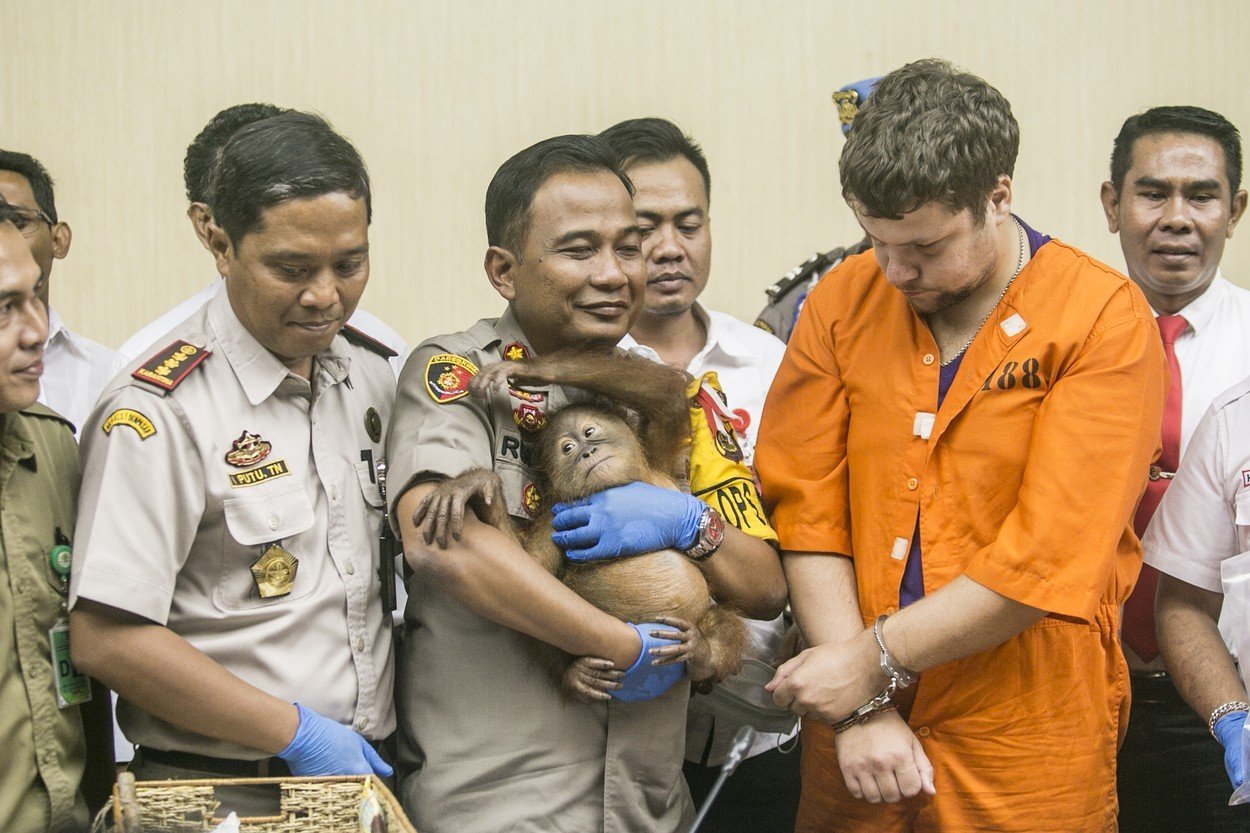 Rus pašoval mládě orangutana 4 Rus pašoval mládě orangutana 4