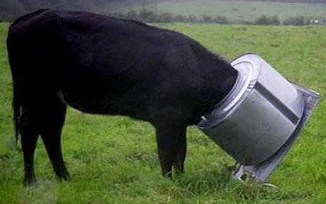 Krávy, které neměly svůj den 7 Krávy, které neměly svůj den 7