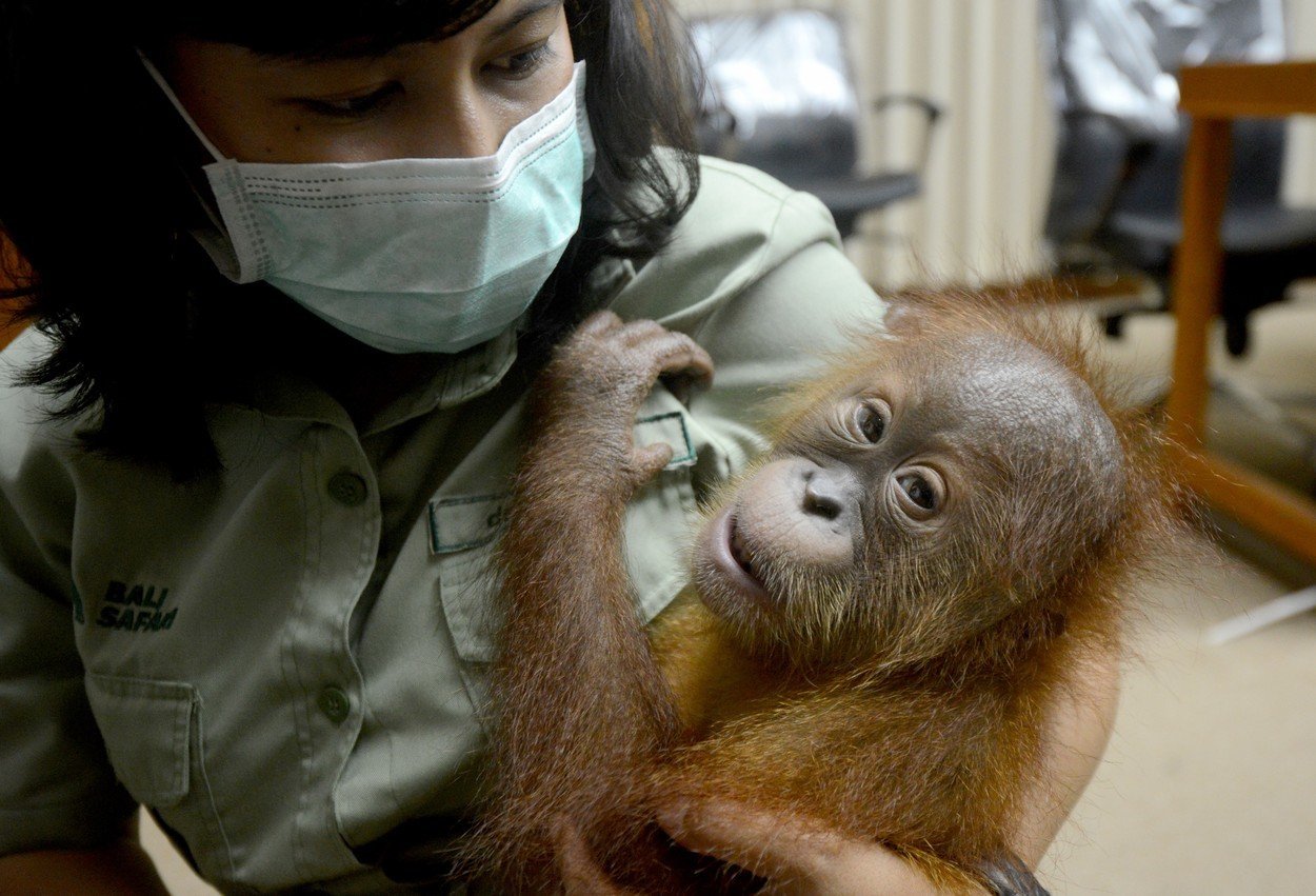 Rus pašoval mládě orangutana 3 Rus pašoval mládě orangutana 3