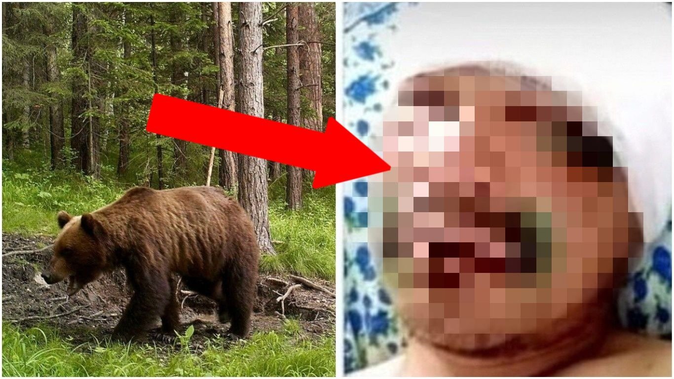 Co dělat, když na vás zaútočí medvěd? Co dělat, když na vás zaútočí medvěd?
