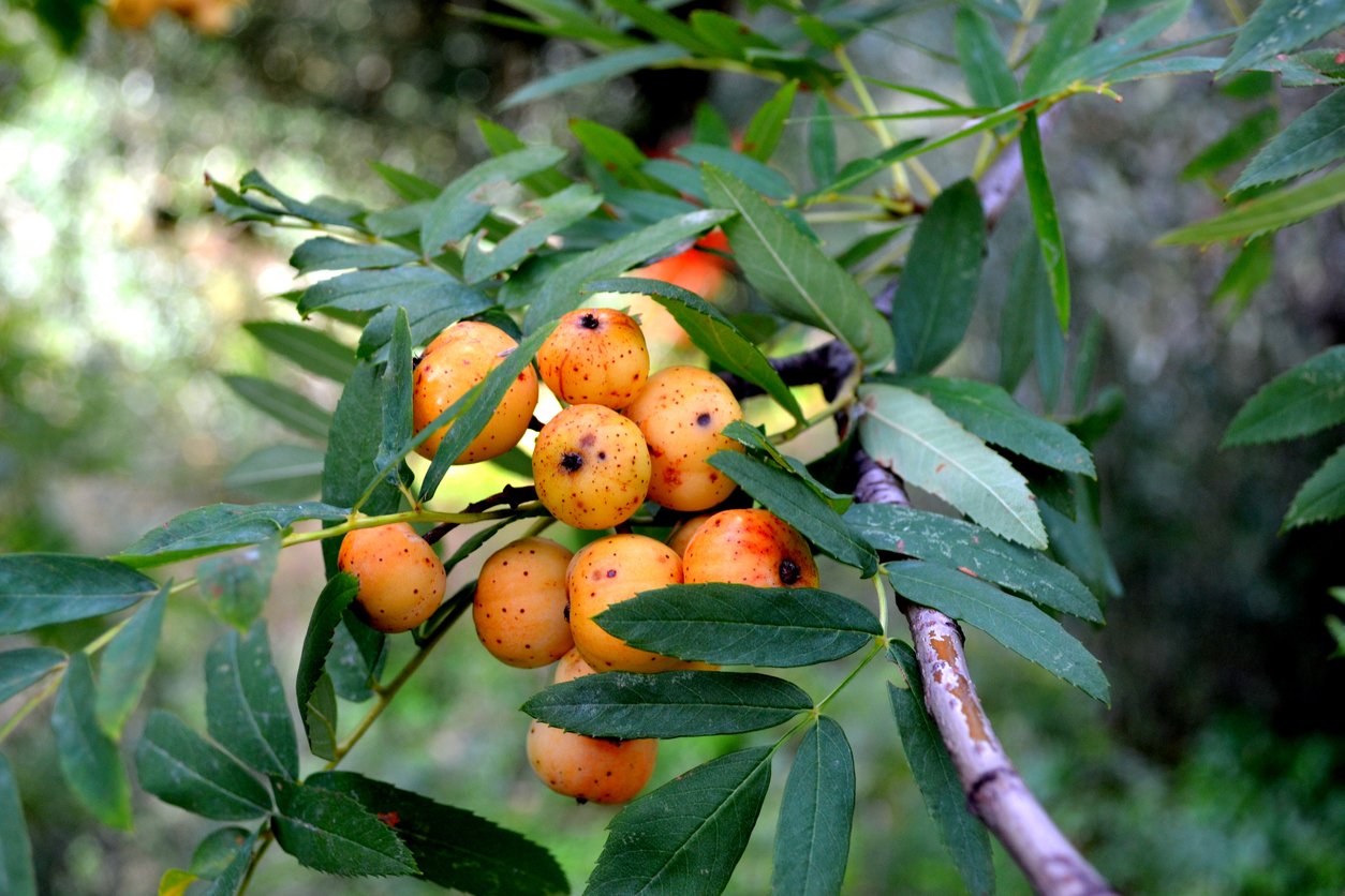 Oskeruše (Sorbus domestica) Oskeruše (Sorbus domestica)