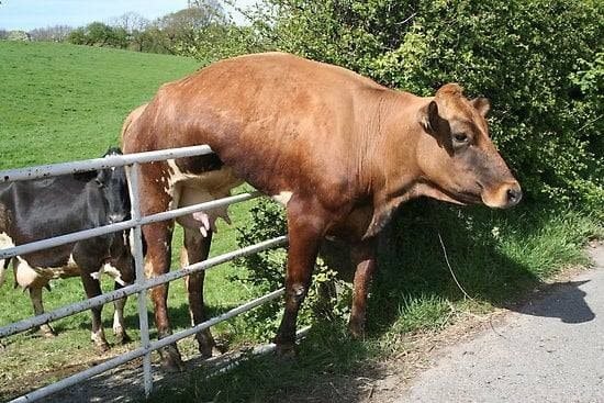 Krávy, které neměly svůj den 5 Krávy, které neměly svůj den 5