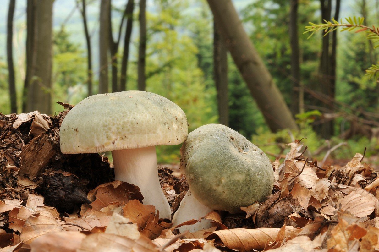 10 nejznámějších hub našich lesů: holubinka nazelenalá (Russula virescens) je dobře poznatelná výborná houba s pevnou dužninou 10 nejznámějších hub našich lesů: holubinka nazelenalá (Russula virescens) je dobře poznatelná výborná houba s pevnou dužninou