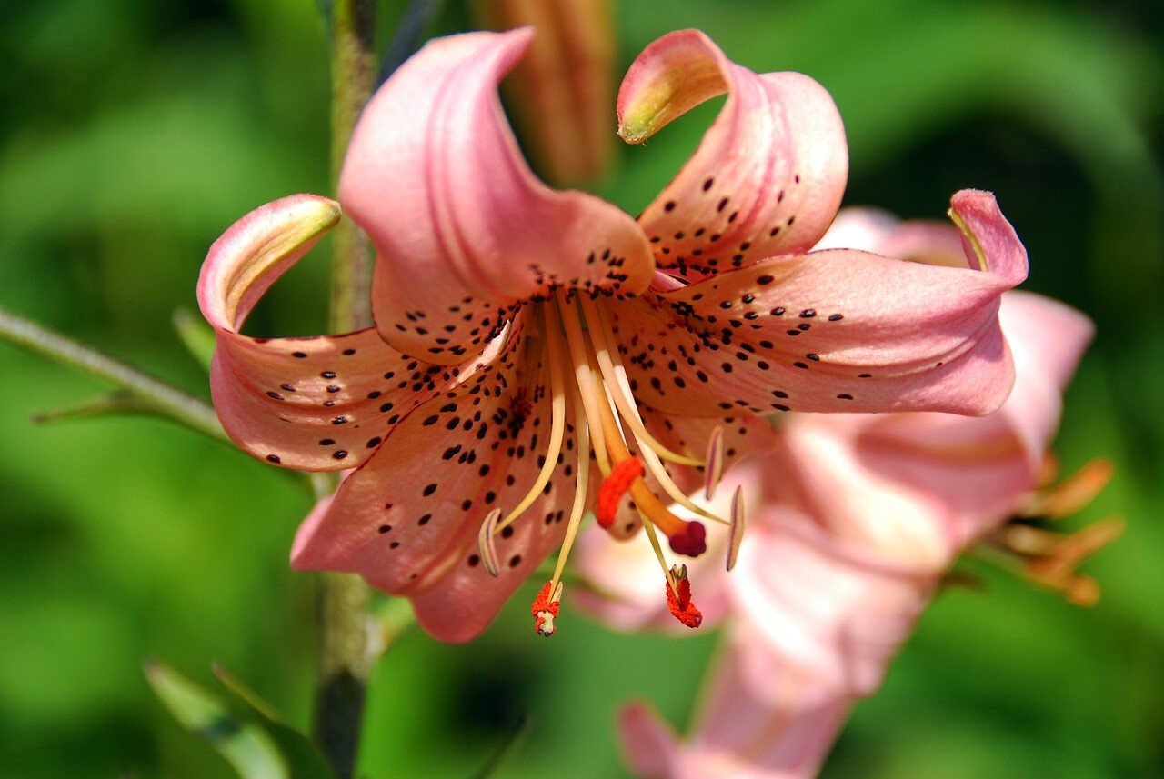 Lilie v zahradě: na začátku září se objevují květy hybridní lilie druhu speciosum neboli lilie nádherné; kultivar Pink Giant Lilie v zahradě: na začátku září se objevují květy hybridní lilie druhu speciosum neboli lilie nádherné; kultivar Pink Giant