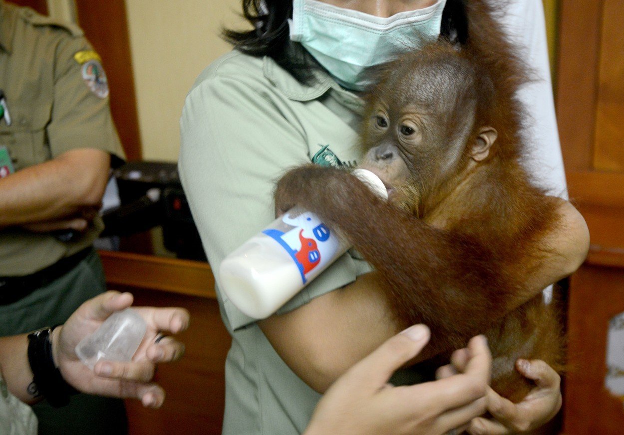 Rus pašoval mládě orangutana 2 Rus pašoval mládě orangutana 2