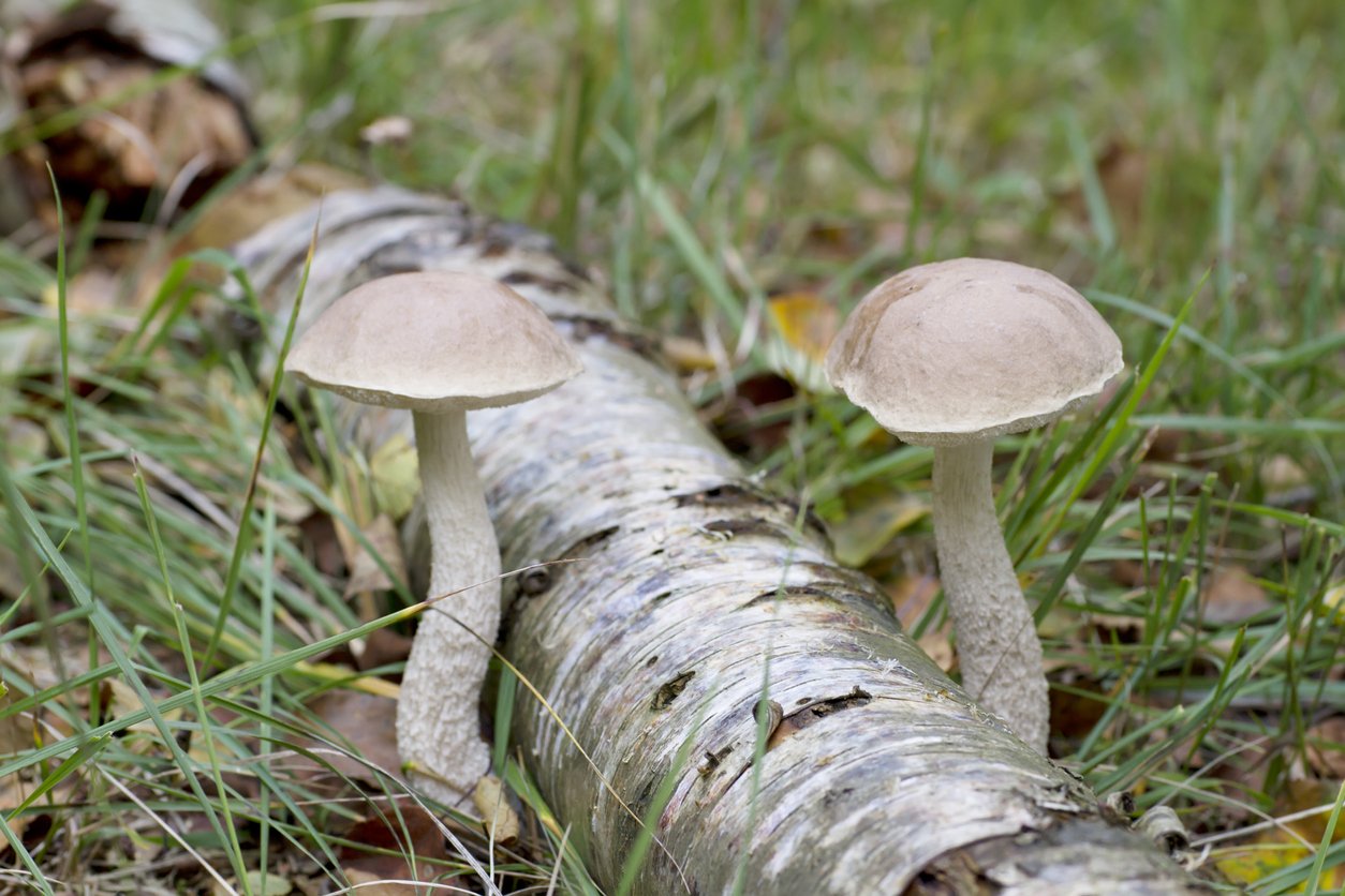 10 nejznámějších hub našich lesů: kozák březový (Leccinum scabrum) je u nás nejběžnější ze všech kozáků 10 nejznámějších hub našich lesů: kozák březový (Leccinum scabrum) je u nás nejběžnější ze všech kozáků