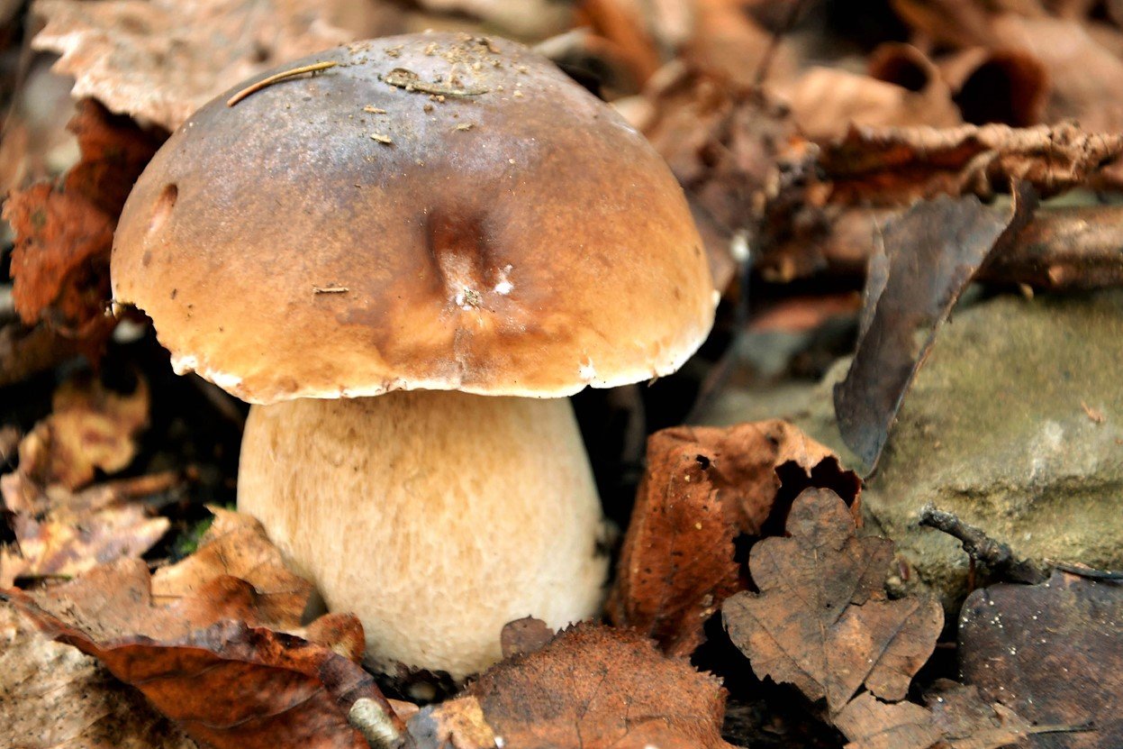 10 nejznámějších hub našich lesů: Hřib dubový (Boletus reticulatus) je poměrně častá houba, dá se najít při teplém jaru už v květnu. 10 nejznámějších hub našich lesů: Hřib dubový (Boletus reticulatus) je poměrně častá houba, dá se najít při teplém jaru už v květnu.