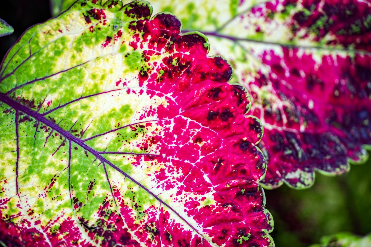 Africká kopřiva (Coleus x blumei) Africká kopřiva (Coleus x blumei)