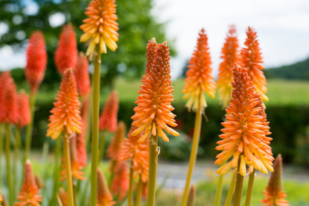Mnohokvět hroznatý (Kniphofia uvaria) Mnohokvět hroznatý (Kniphofia uvaria)
