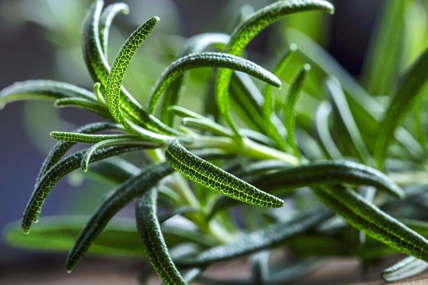 10 bylin proti podzimní depresi, únavě a stresu: rozmarýn patří mezi tradiční byliny, které zmírňují stavy úzkosti a stresu 10 bylin proti podzimní depresi, únavě a stresu: rozmarýn patří mezi tradiční byliny, které zmírňují stavy úzkosti a stresu