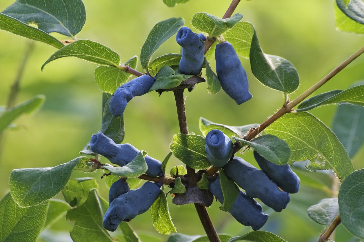 Zimolez, kamčatské borůvky (Lonicera caerulea) Zimolez, kamčatské borůvky (Lonicera caerulea)