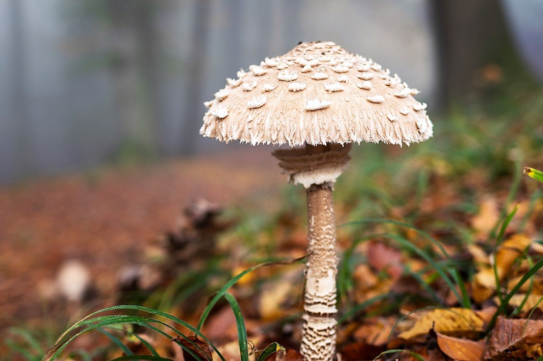 10 nejznámějších hub našich lesů: bedla vysoká (Macrolepiota procera) je nejvyšší z bedel, lidově říká bedla jedlá, svědčí jí prostředí smíšených světlých lesů 10 nejznámějších hub našich lesů: bedla vysoká (Macrolepiota procera) je nejvyšší z bedel, lidově říká bedla jedlá, svědčí jí prostředí smíšených světlých lesů
