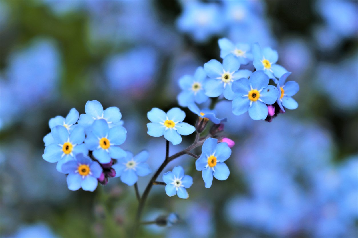 Pomněnka (Myosotis) Pomněnka (Myosotis)