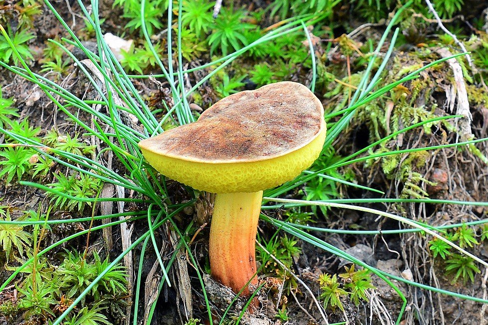 10 nejznámějších hub našich lesů: hřib žlutomasý se dá zaměnit za hřib sametový (Xerocomellus pruinatus) 10 nejznámějších hub našich lesů: hřib žlutomasý se dá zaměnit za hřib sametový (Xerocomellus pruinatus)