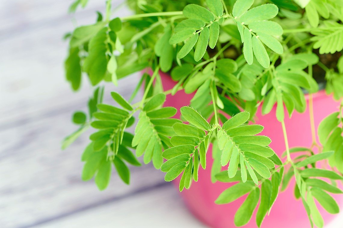 Nejlepší důvody, proč mít doma rostliny: citlivka (Mimosa pudica) s námi přímo „komunikuje“ a před očima reaguje na náš dotek Nejlepší důvody, proč mít doma rostliny: citlivka (Mimosa pudica) s námi přímo „komunikuje“ a před očima reaguje na náš dotek