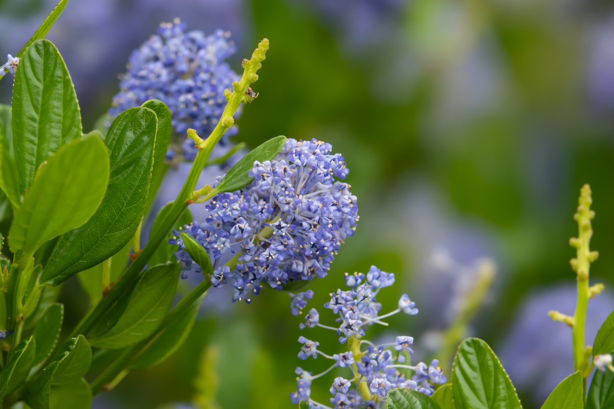 Latnatec, zpododěr (Ceanothus) Latnatec, zpododěr (Ceanothus)