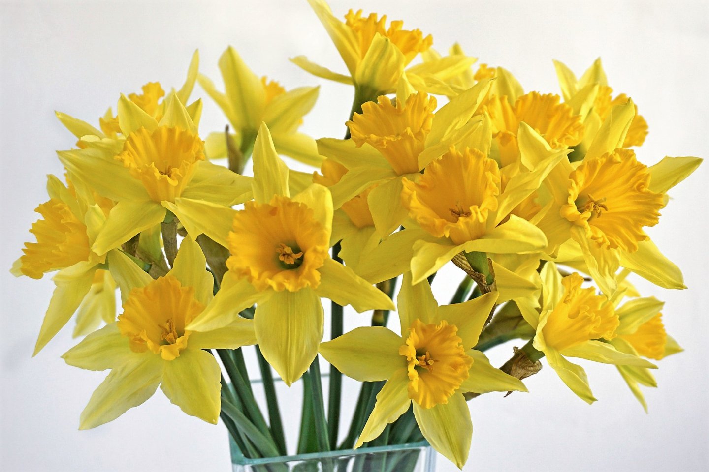 Nejlepší důvody, proč mít doma rostliny: dobrou náladu v nás vyvolávají narcisy tulipány Nejlepší důvody, proč mít doma rostliny: dobrou náladu v nás vyvolávají narcisy tulipány