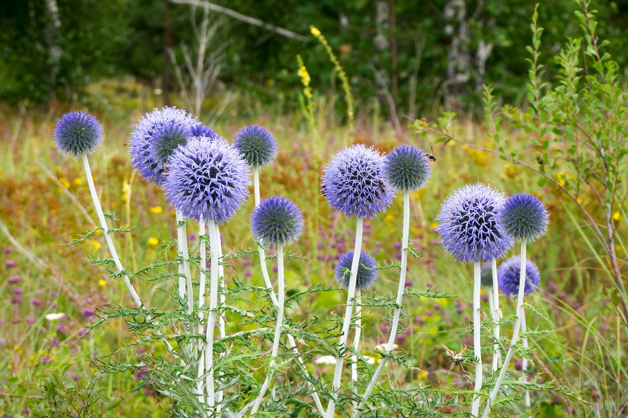 Bělotrn (Echinops) Bělotrn (Echinops)