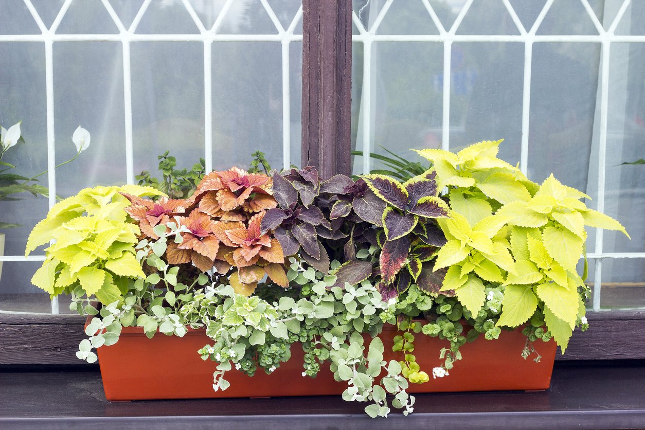 Africká kopřiva (Coleus x blumei) Africká kopřiva (Coleus x blumei)