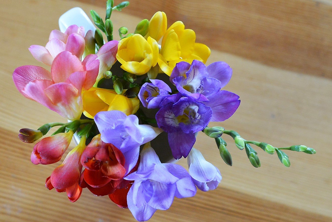 Nejlepší důvody, proč mít doma rostliny: dobrou náladu v nás vyvolávají frézie (Freesia) Nejlepší důvody, proč mít doma rostliny: dobrou náladu v nás vyvolávají frézie (Freesia)