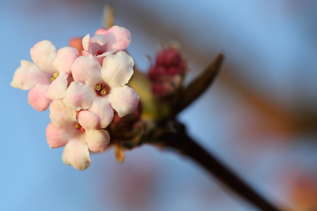 Kalina růžová neboli bodnantská (Viburnum bodnantense) Kalina růžová neboli bodnantská (Viburnum bodnantense)