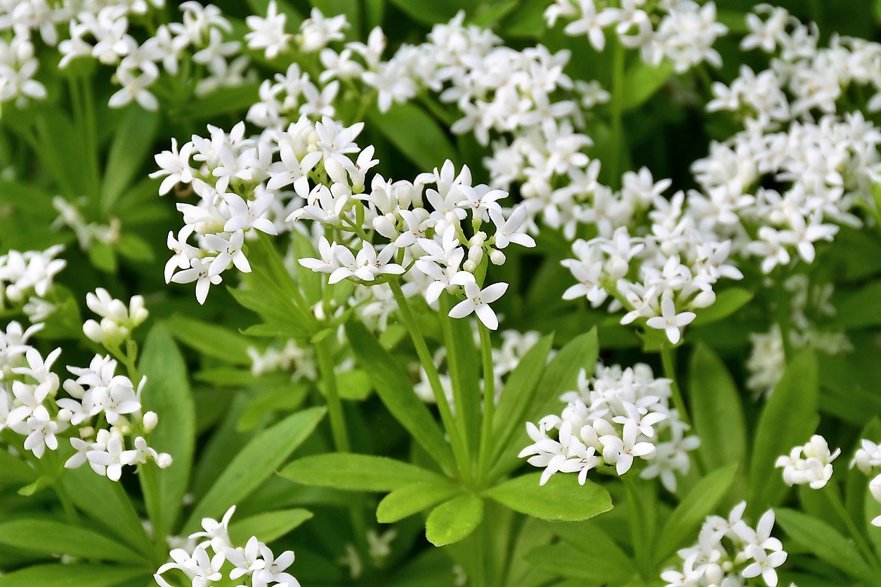 10 bylin proti podzimní depresi, únavě a stresu: mařinka vonná neboli svízel vonný (Galium odoratum) 10 bylin proti podzimní depresi, únavě a stresu: mařinka vonná neboli svízel vonný (Galium odoratum)