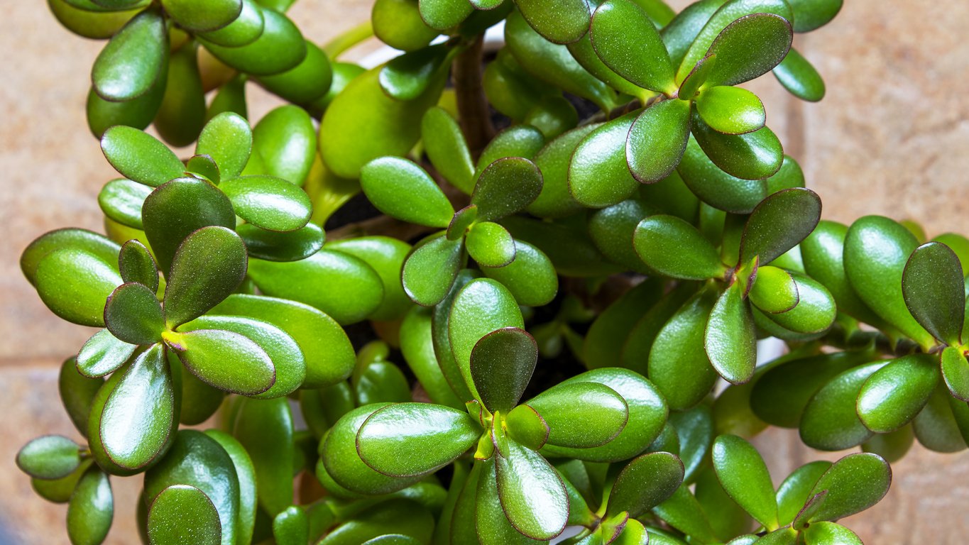 Tlustice (Crassula ovata) Tlustice (Crassula ovata)