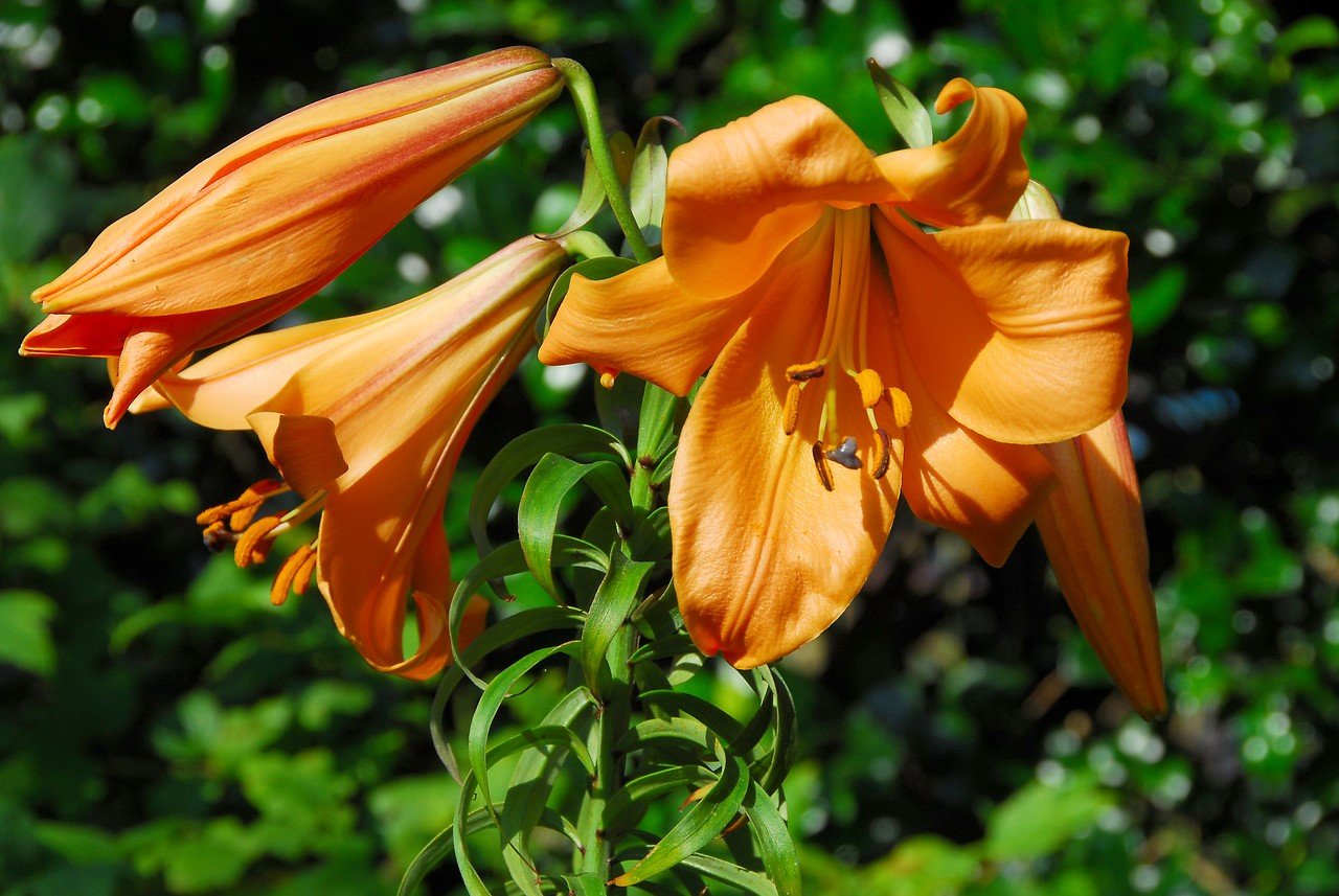 Lilie v zahradě: na přelomu června a července rozkvétají trubkovité (trumpetové) hybridy lilií; kultivar African Queen Lilie v zahradě: na přelomu června a července rozkvétají trubkovité (trumpetové) hybridy lilií; kultivar African Queen
