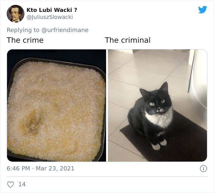 Zvířecí zločiny 15 Zvířecí zločiny 15