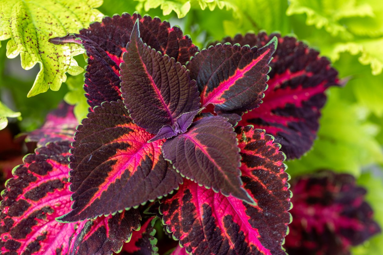 Africká kopřiva (Coleus x blumei) Africká kopřiva (Coleus x blumei)