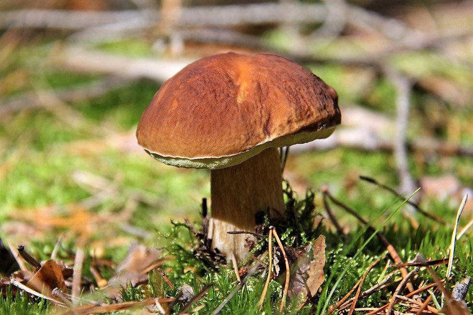 Nejznámější houby našich lesů: hřib smrkový (Boletus edulis) patří mezi nejkvalitnější a nejvyhledávanější druhy hub Nejznámější houby našich lesů: hřib smrkový (Boletus edulis) patří mezi nejkvalitnější a nejvyhledávanější druhy hub