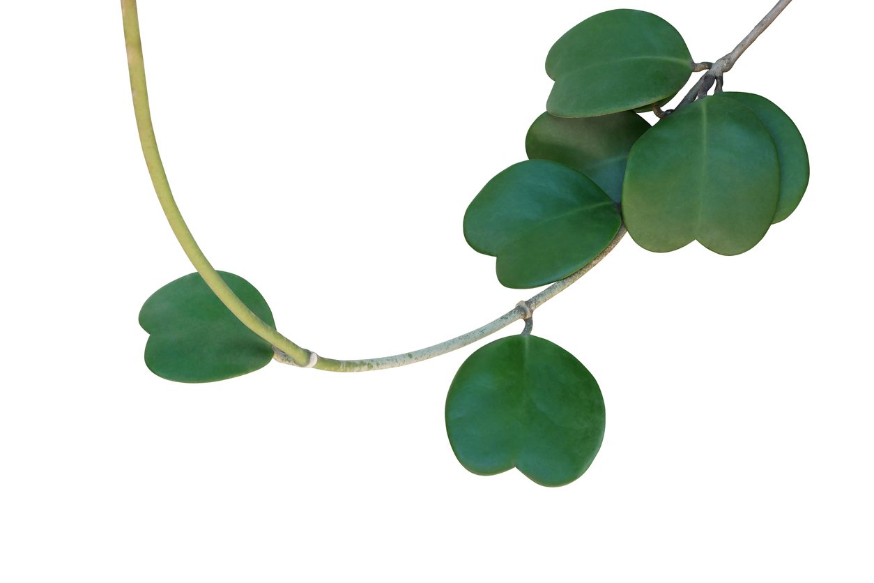 Valentýnská voskovka (Hoya kerrii) Valentýnská voskovka (Hoya kerrii)
