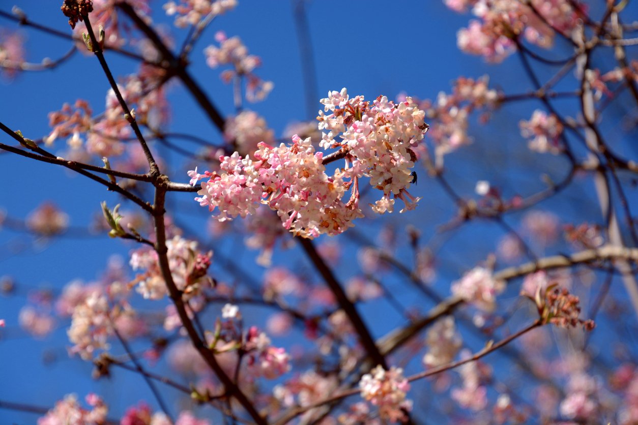Kalina růžová neboli bodnantská (Viburnum bodnantense) Kalina růžová neboli bodnantská (Viburnum bodnantense)