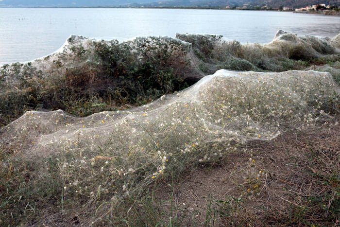 Pavučina na řecké pláži 3 Pavučina na řecké pláži 3