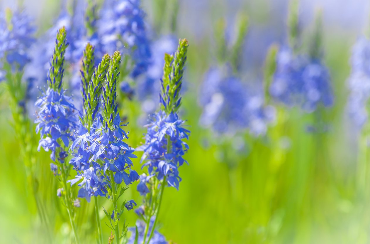Rozrazil (Veronica) Rozrazil (Veronica)
