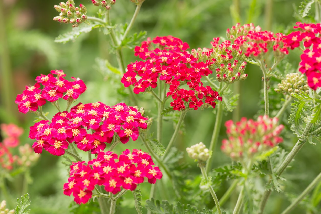 Řebříček (Achillea) Řebříček (Achillea)