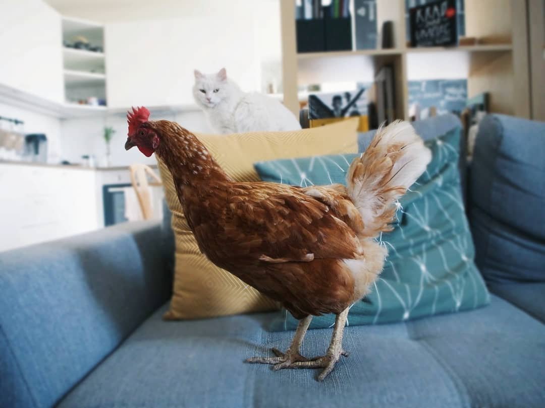 Učitelku vyhodili za to, že je veganka 3 Učitelku vyhodili za to, že je veganka 3