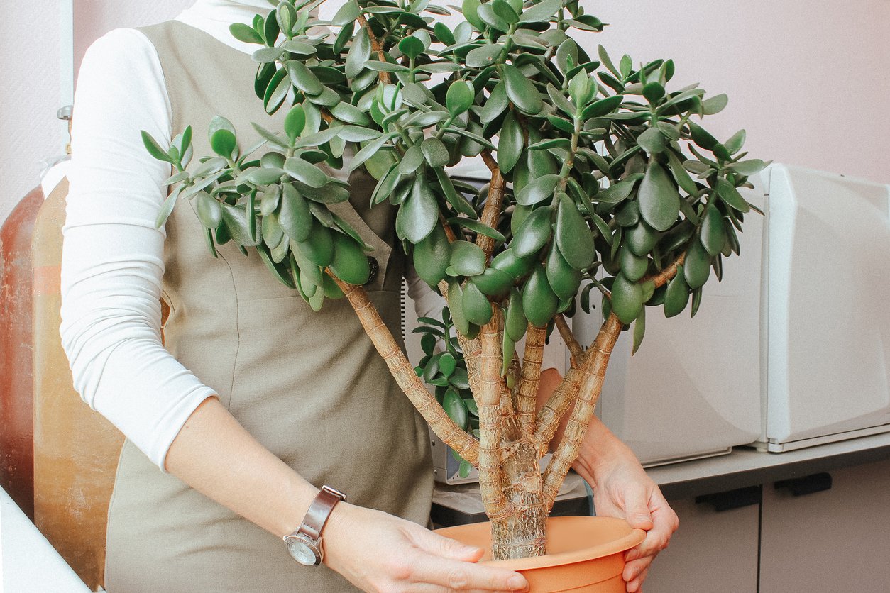 Tlustice (Crassula ovata) Tlustice (Crassula ovata)